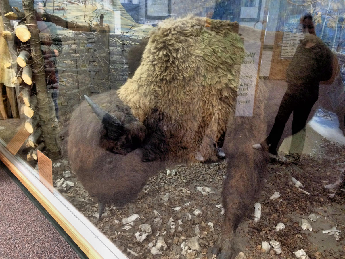 Buffalo in the interpretive centre at Buffalo Pound Provincial Park