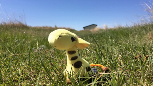 2015-05-18 13.47.17 EDIT 1200px | Spotty takes a break in the grass.