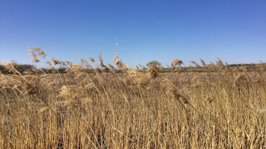 2015-05-18_0993 EDIT 1200px | Reeds blowing in the wind.