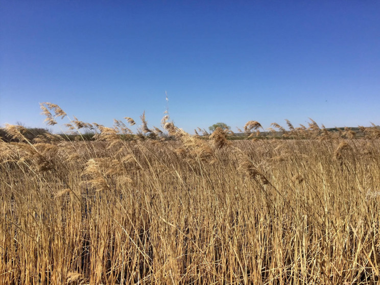 Marsh boardwalk