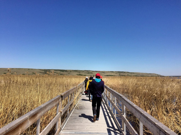 Marsh boardwalk