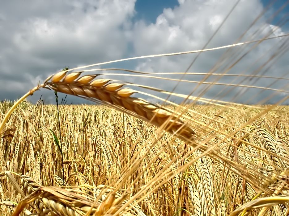 Grain-field